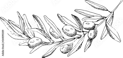 Vector illustration of olive branch. Graphic style. Sketch based on hand drawing. Olive branch with fruits.