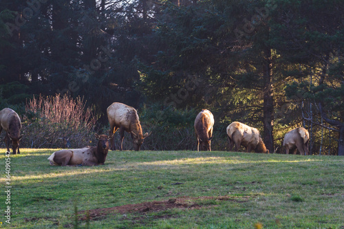 Roosevelt Elk feeding on a yard photo