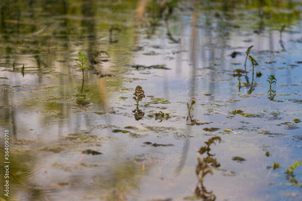 Fototapeta premium The surface of the pond with plants that are reflected in the surface.