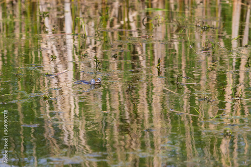 A frog on the surface of a pond among reeds. The frog can see the head  eyes and has inflated bags.