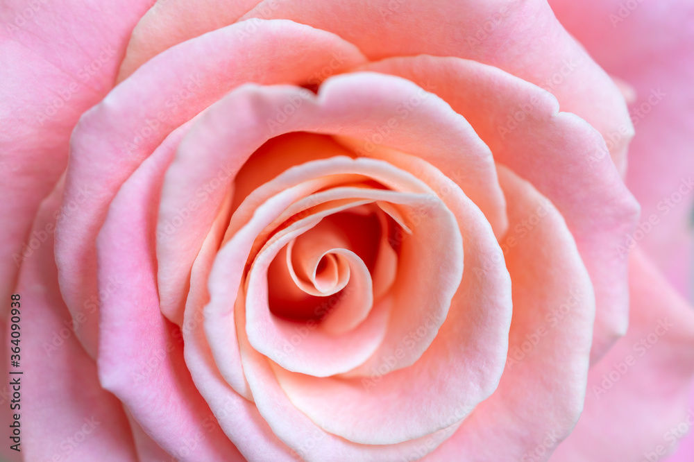 Pink rose close-up Pink rose close-up