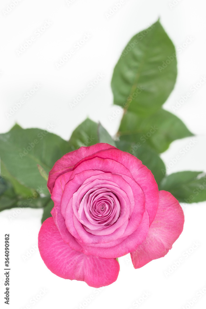 Pink rose close-up Pink rose close-up