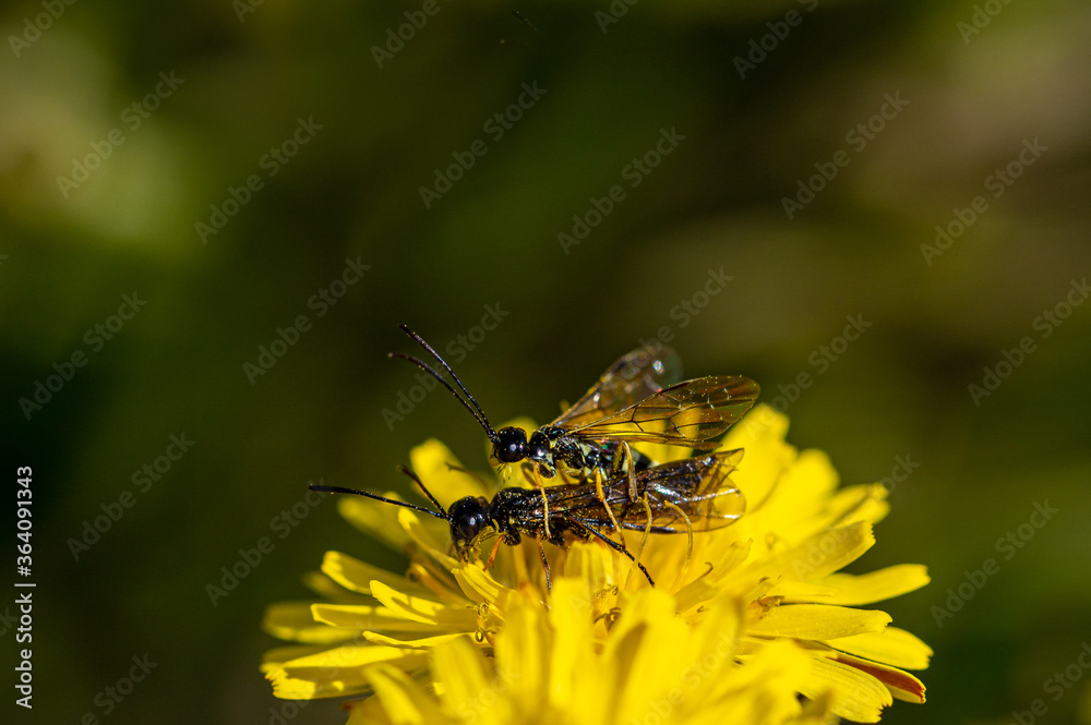 Black soldier fly, ermetia illucens, mating on a vibrant yellow dandelion flower Black soldier fly, ermetia illucens, mating on a vibrant yellow dandelion flower