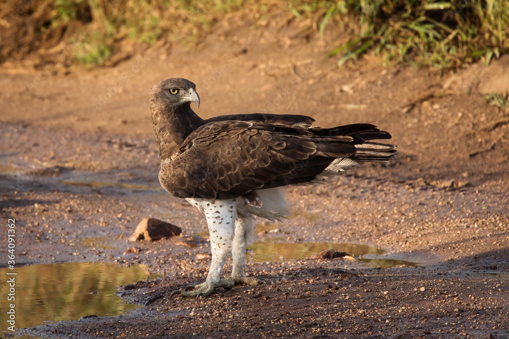 Hawk walking on earth in Serengeti National Park in Tanzania during safari with blue sky in background. Wild nature of Africa Hawk walking on earth in Serengeti National Park in Tanzania during safari with blue sky in background. Wild nature of Africa