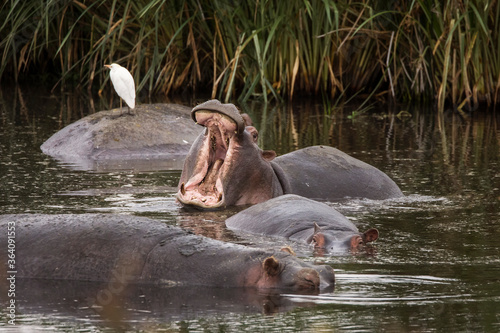 Hippopotamus with mouth open near others in the water during safari in Ngorongoro National Park, Tanzania. Wild nature of Africa