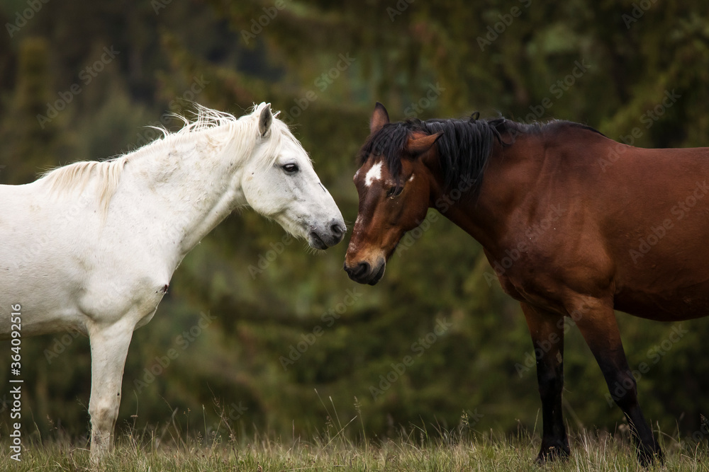 Beautiful two horses playing on a green landscape with fir trees in background. Comanesti, Romania. Beautiful two horses playing on a green landscape with fir trees in background. Comanesti, Romania.
