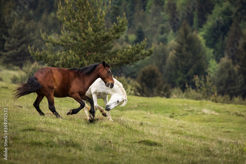 Beautiful two horses playing on a green landscape with fir trees in background. Comanesti, Romania.