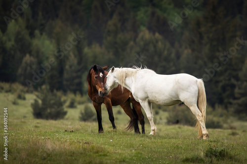 Beautiful two horses playing on a green landscape with fir trees in background. Comanesti, Romania.