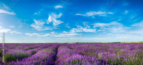 Beautiful lavender field against blue cloudy sky - panorama