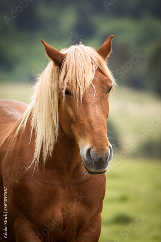 Fototapeta Naklejka Na Ścianę i Meble -  Horse portrait with blonde hair in a country side with beautiful landscape in background
