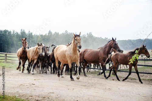 A herd of young horses running very quickly