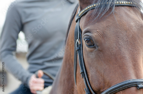 Close up eye of the big brown horse,
