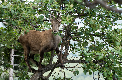 Steinbock