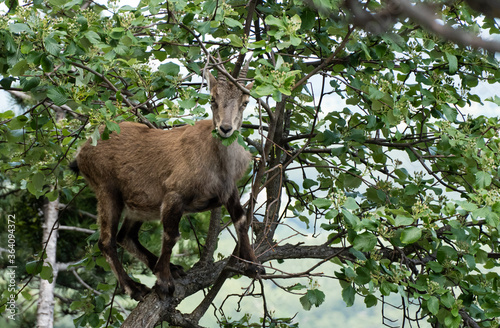 Steinbock © David