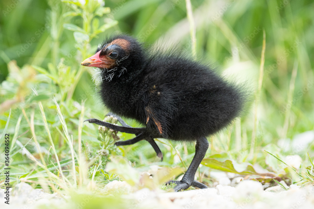 Bachhuhn Küken