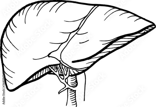 Contour vector outline drawing of human liver organ. Medical design editable template