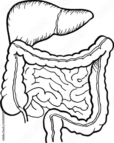 Contour vector outline drawing of human intestine and liver organ. Medical design editable template
