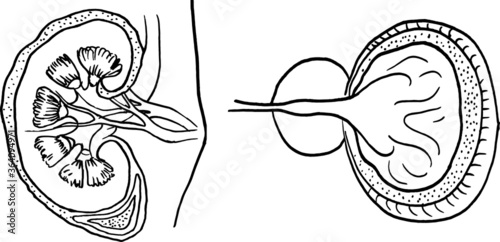 Contour vector outline drawing of human kidneys organ. Medical design editable template