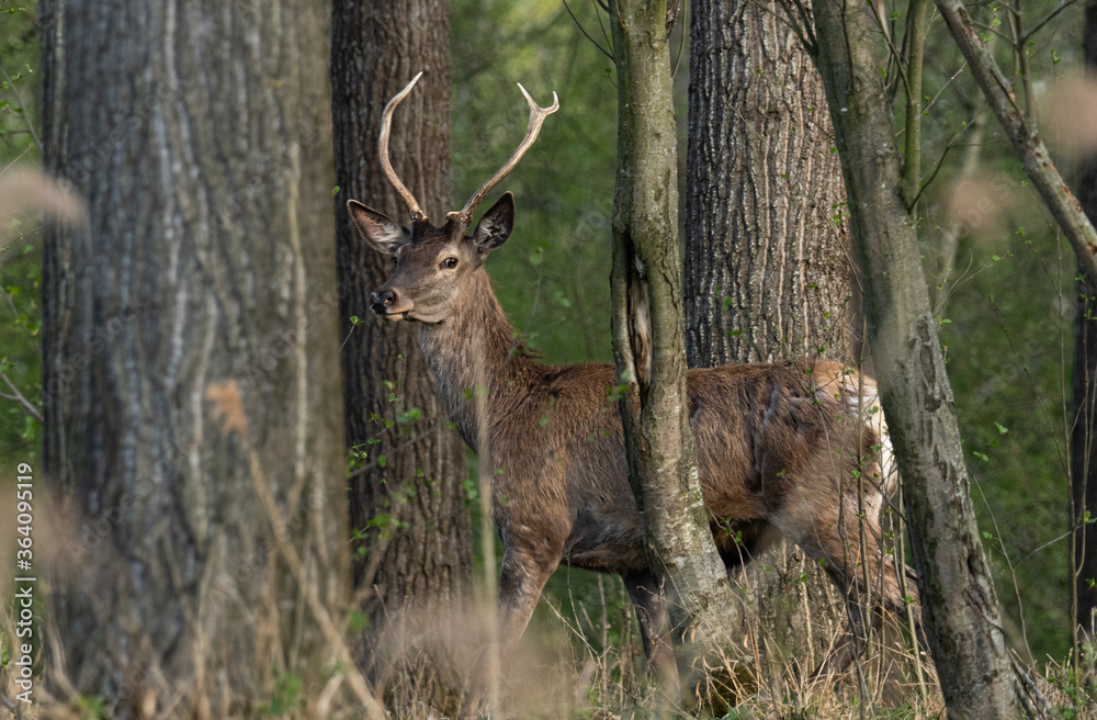 Fototapeta premium Hirsch