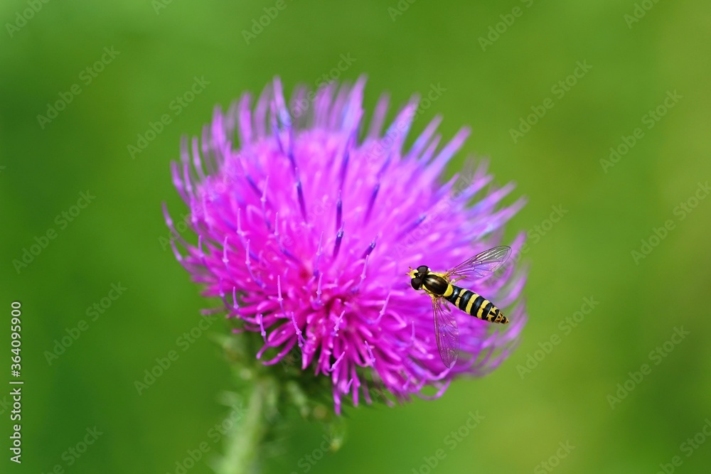 Nice colored thistle with blurred natural background. Nice colored thistle with blurred natural background.