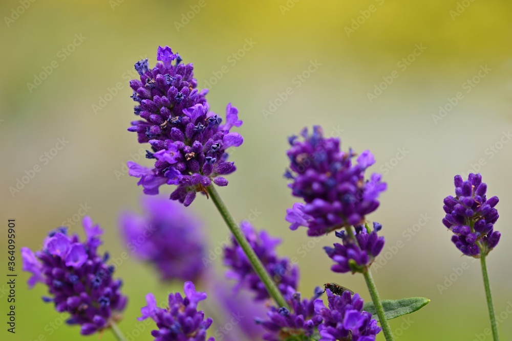 Lavender. Beautifully blooming violet plant - Lavandula angustifolia (Lavandula angustifolia)