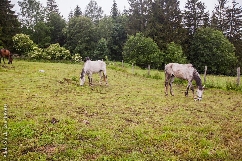 Horse on the ranch, beautiful horses on pasture, eating fresh grass ,countryside landscape Horse on the ranch, beautiful horses on pasture, eating fresh grass ,countryside landscape