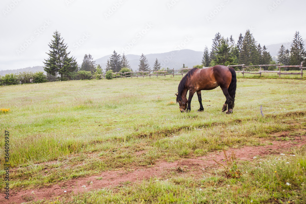 Horse on the ranch, beautiful horses on pasture, eating fresh grass ,countryside landscape Horse on the ranch, beautiful horses on pasture, eating fresh grass ,countryside landscape