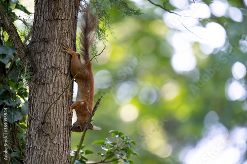 Eichhörnchen Zentralfriedhof © David