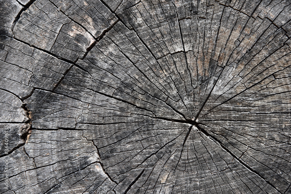 Fototapeta premium Holz ,verwittert, alt, rissig , Patina Bretter