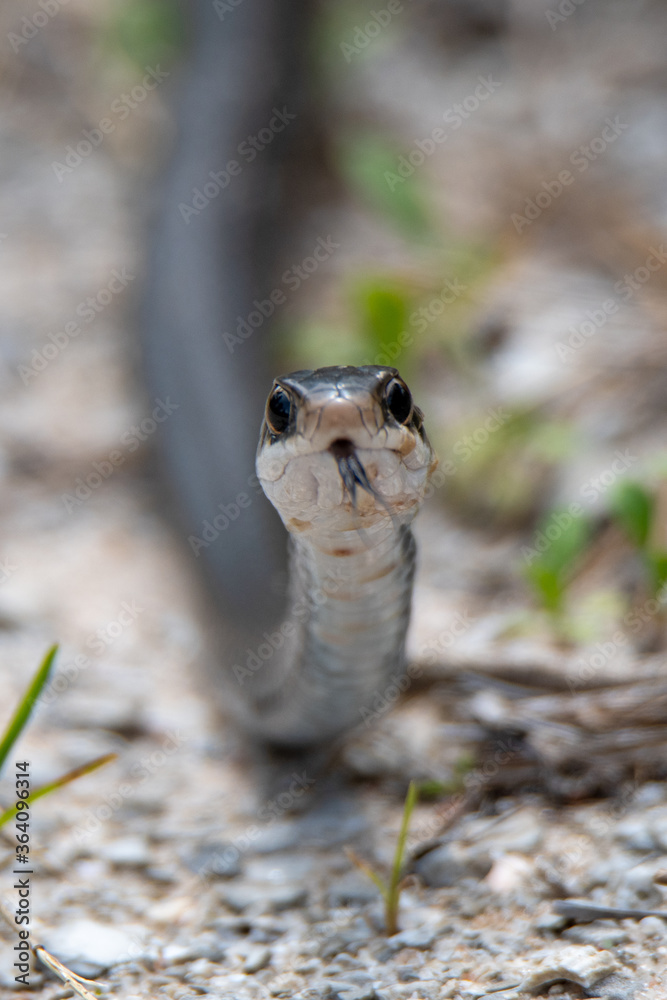 Obraz premium black racer snake