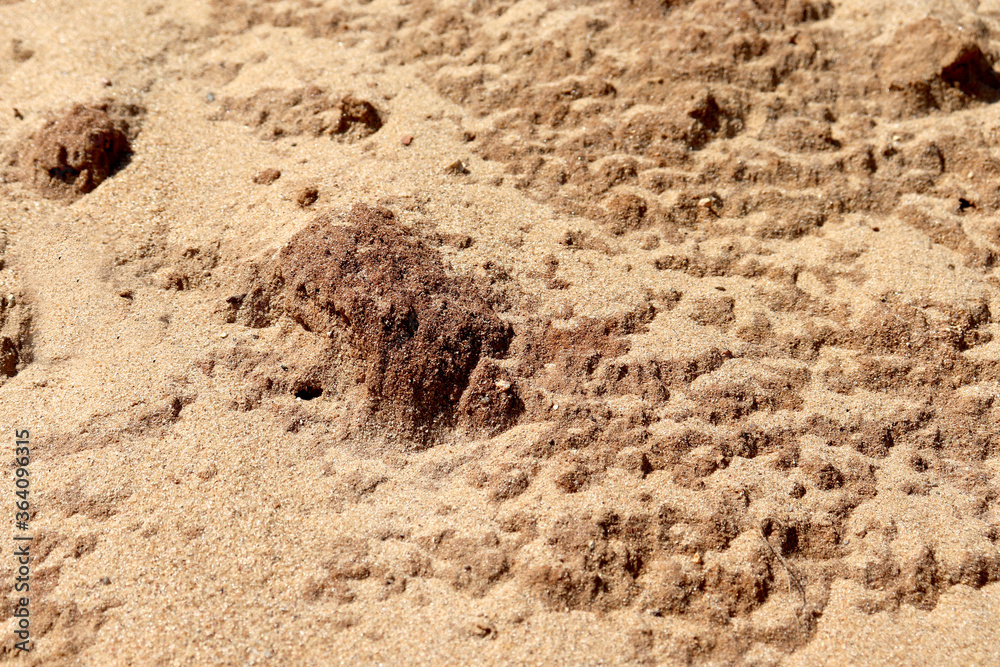 The texture of the sand. Desert landscape. Barren land. The texture of the sand. Desert landscape. Barren land.