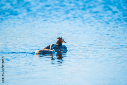 A family of Chomga ducks is swimming in the water. Photographed close-up.