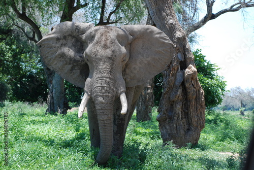 Spotkanie ze słoniem ( loxodonta africana) twarzą w twarz w Parku Narodowym Mana Pools w Zimbabwe w Afryce 