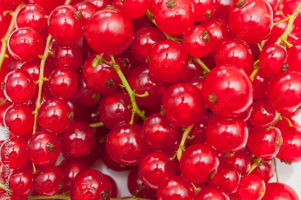 Background from fresh red currant berries, close up 