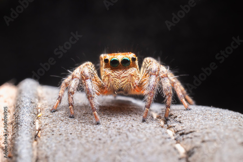 Close up of the jumping spiders on dry branches with black background. Selective focus of the yellow spider on dry leaf in the morning.