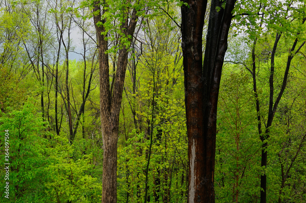 April showers in a fresh green forest in Spring Toronto Canada