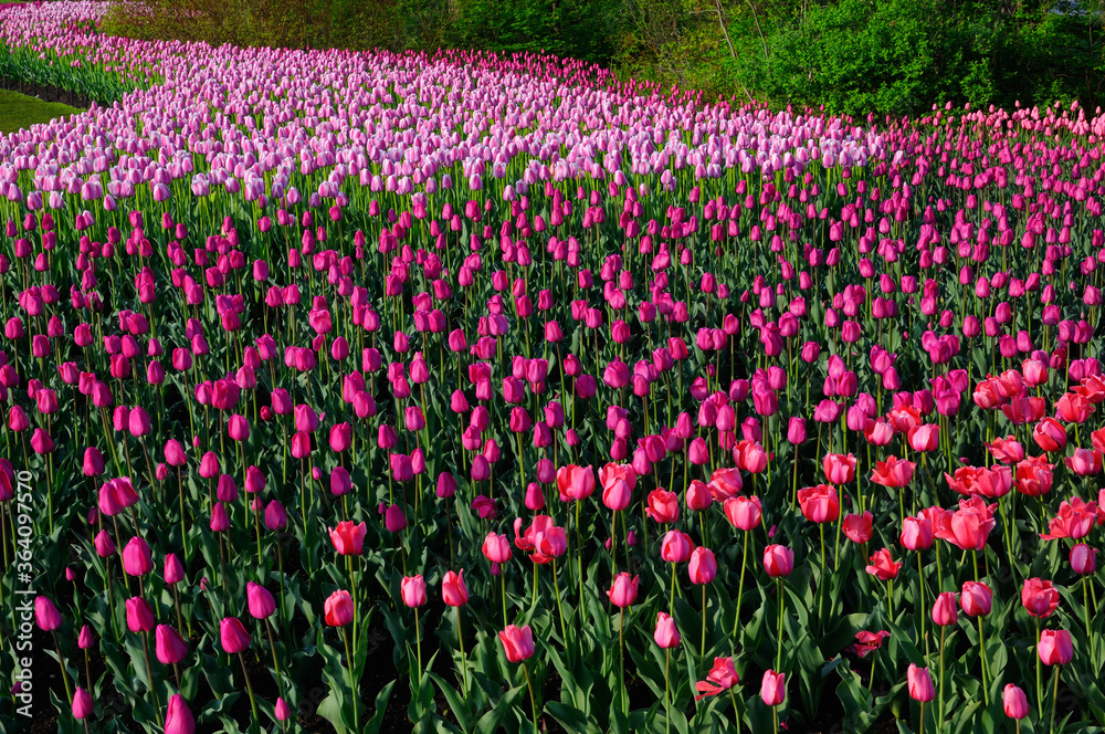 Sweeping mass of Red Impression Barcelona and Ollioules Tulips at the Ottawa Tulip Festival Sweeping mass of Red Impression Barcelona and Ollioules Tulips at the Ottawa Tulip Festival