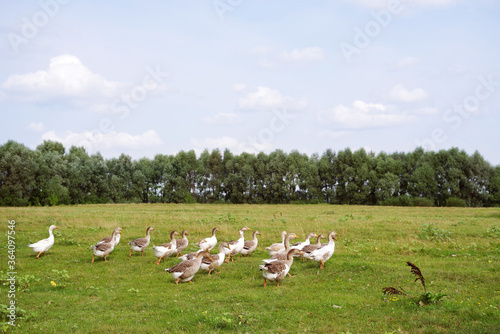 Herd of domestic geese grazes in a green meadow on a summer day