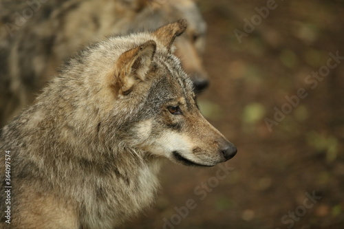 Eurasian Grey Wolf in forest