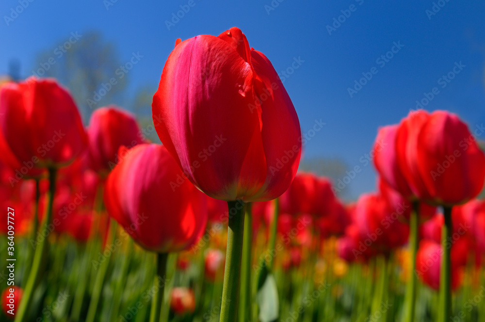 Close up of red Gordon Cooper Dutch Tulips at Ottawa Tulip Festival with blue sky Close up of red Gordon Cooper Dutch Tulips at Ottawa Tulip Festival with blue sky