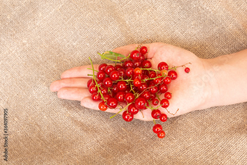 female hand holds berries of red currant on a background of natural linen photo