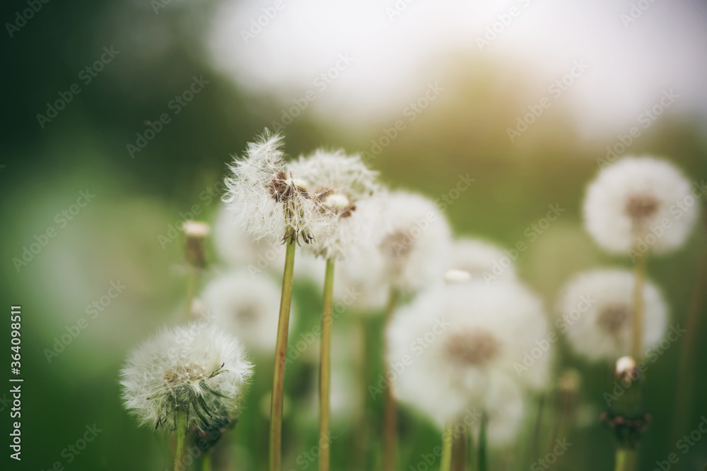White fluffy dandelions on long stems bloom on a green meadow in the summer. Field flowers. White fluffy dandelions on long stems bloom on a green meadow in the summer. Field flowers.