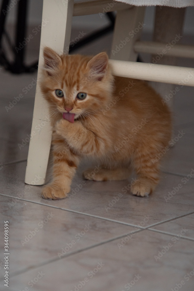 gatto lingua