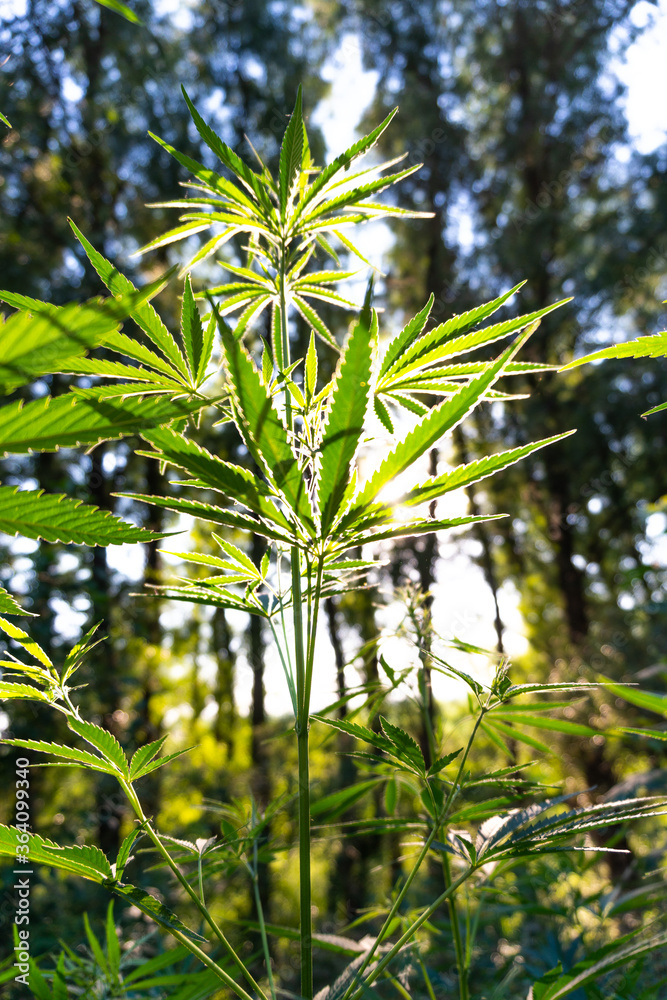 Cannabis Plants in the forest with sun in the background. Marijuana leaves, big plants are growing. Marijuana plant grow in the forest for medical treatements. Selective focus. Blured background
Cannabis Plants in the forest with sun in the background. Marijuana leaves, big plants are growing. Marijuana plant grow in the forest for medical treatements. Selective focus. Blured background