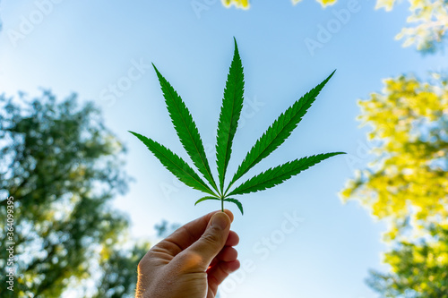 Cannabis leaf against the sky. Hand holding a marijuana leaf on a background of blue sky. Background of the theme of legalization and medical hemp in the world. Green cannabis on marijuana field farm 