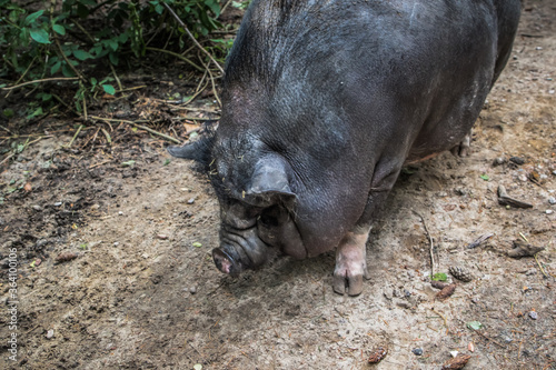 Hängebauchschweine © Emile Noir