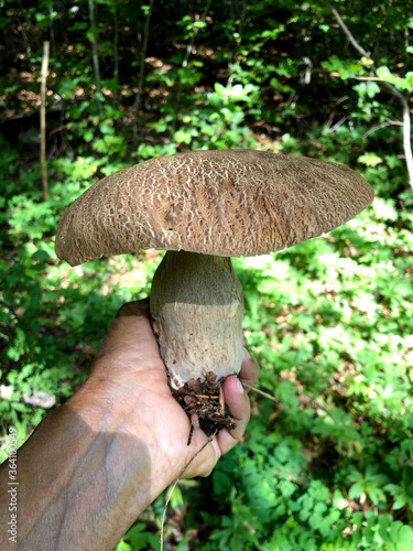 Raw Porcini mushroom found in the forest in Calabria, Italy