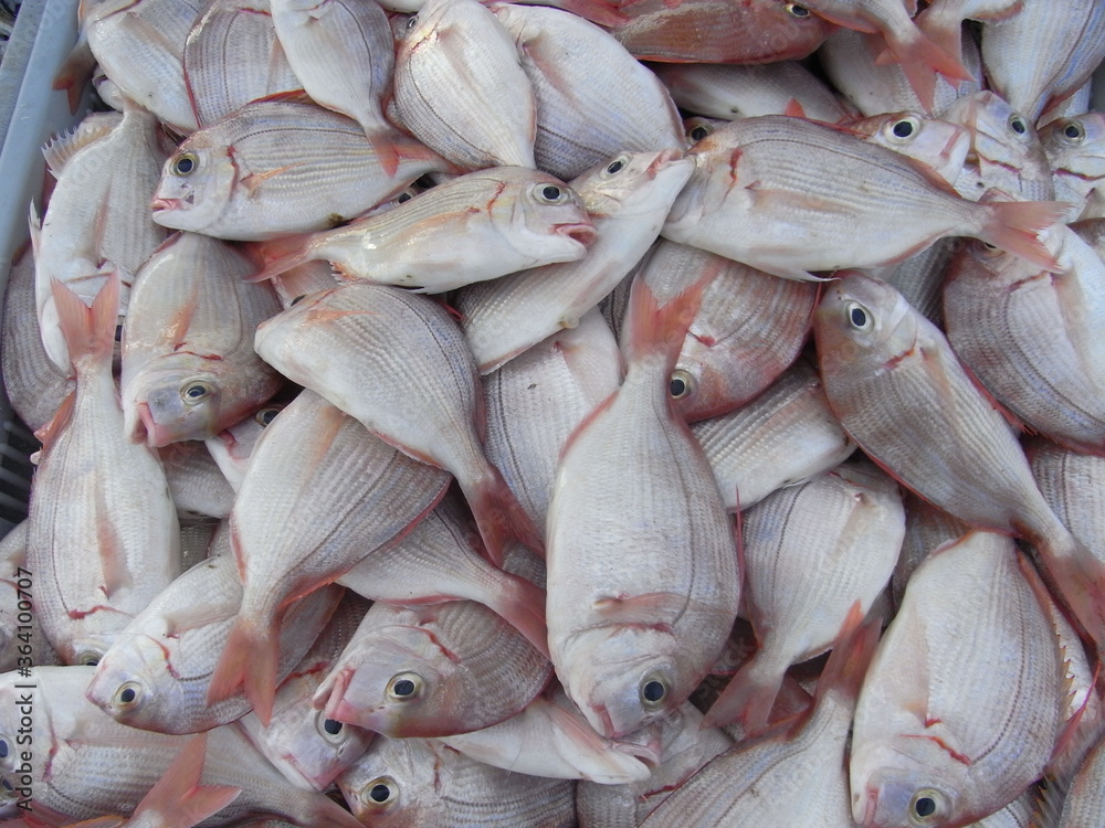 different kinds of sea animals are selling in the fish market in Penghu. bright and fresh seafood for sell different kinds of sea animals are selling in the fish market in Penghu. bright and fresh seafood for sell