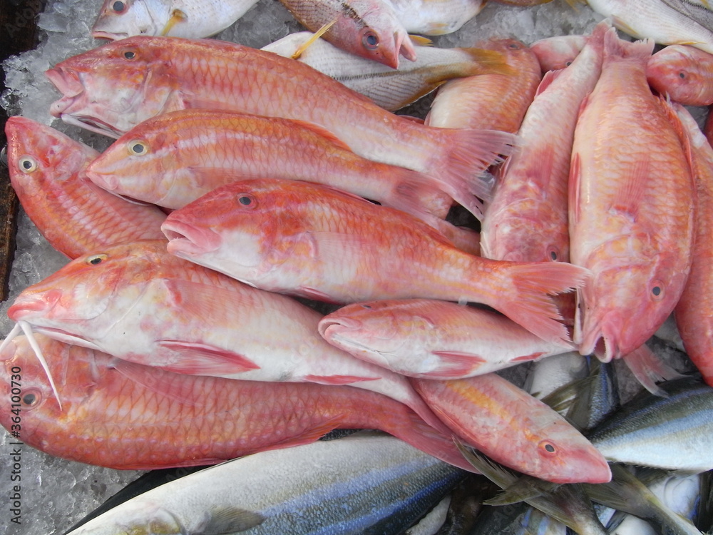 different kinds of sea animals are selling in the fish market in Penghu. bright and fresh seafood for sell different kinds of sea animals are selling in the fish market in Penghu. bright and fresh seafood for sell