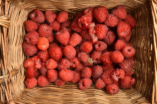 Juicy organic raspberries in a wicker basket, close-up.